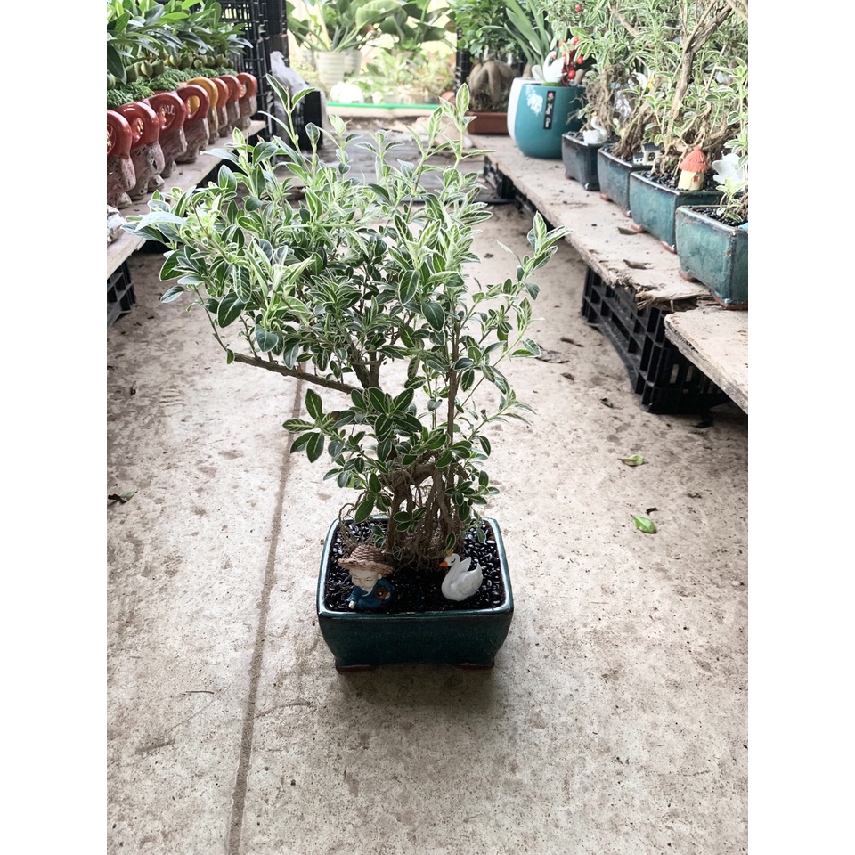 Cây bạch tuyết mai dáng bonsai để bàn cao 25cm cây để bàn tài lộc phong thủy mang lại may mắn cho gia chủ