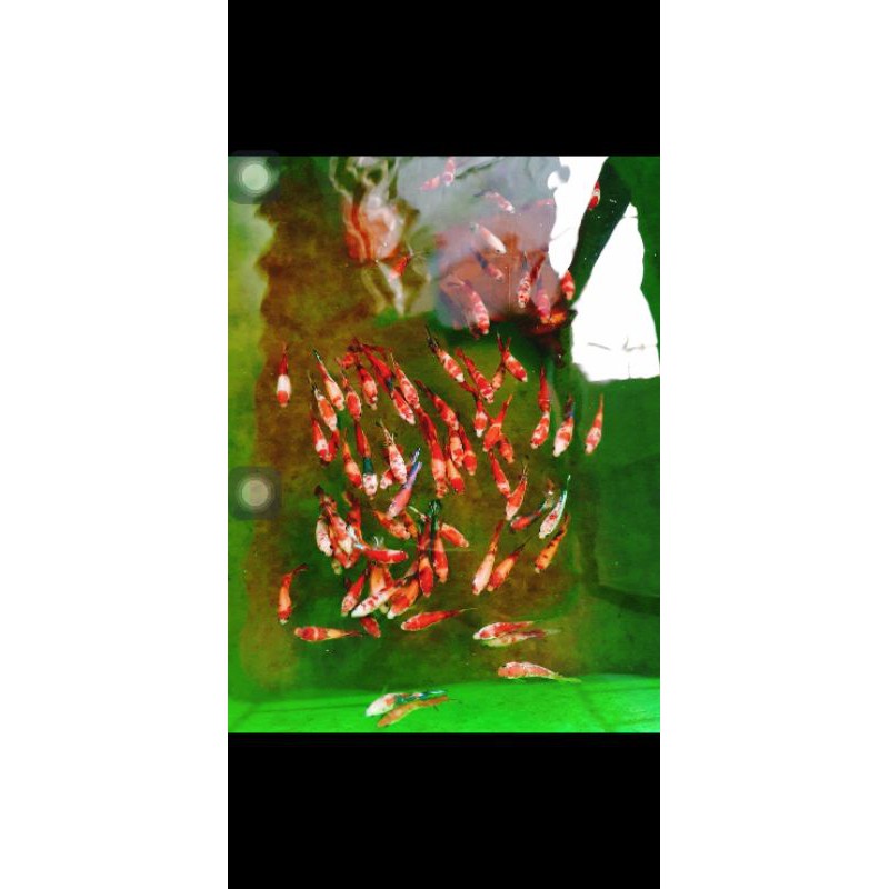 FOOD KOI NEMO THUẦN