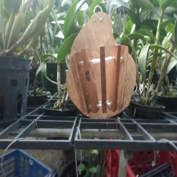 chậu gỗ thớt