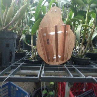 chậu gỗ thớt