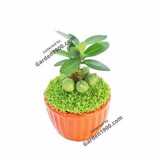 Cây may mắn (Cây tài lộc) - Cây nội thất văn phòng