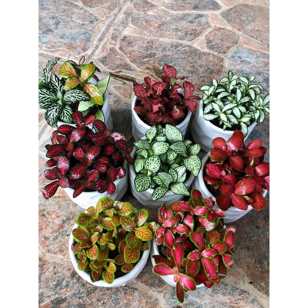 Cẩm nhung nhiều màu( lá may mắn)