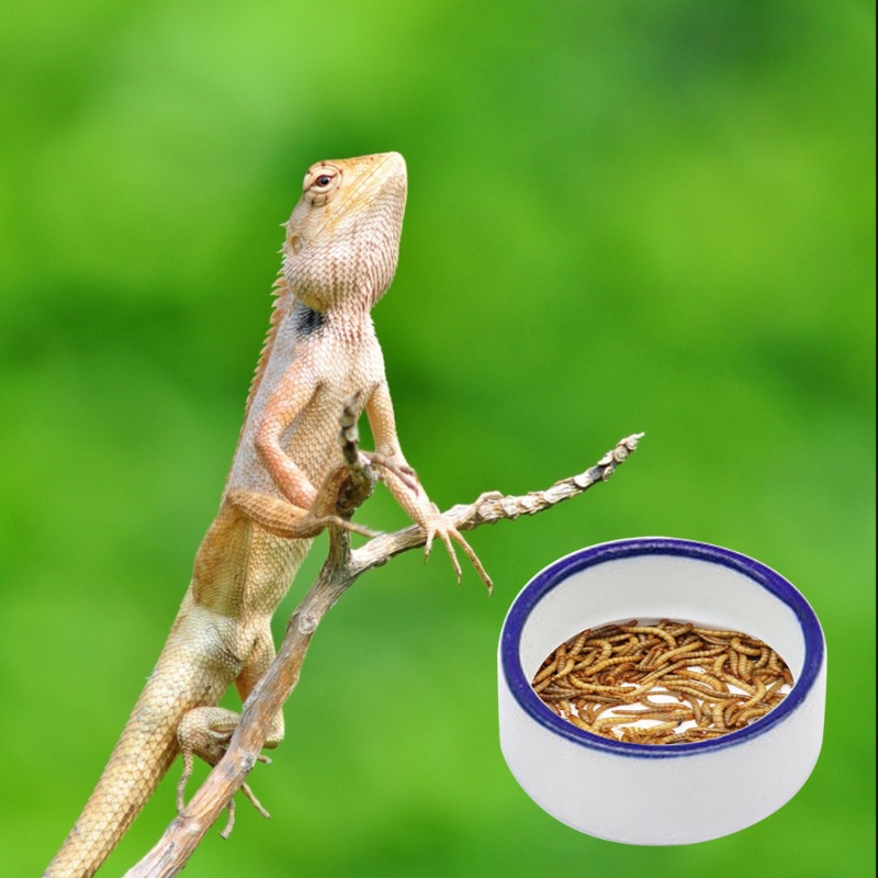 Tô Đựng Thức Ăn Cho Thú Cưng Bò Sát