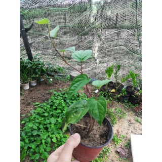 Cây Giống Trầu ăn lá,trầu không
