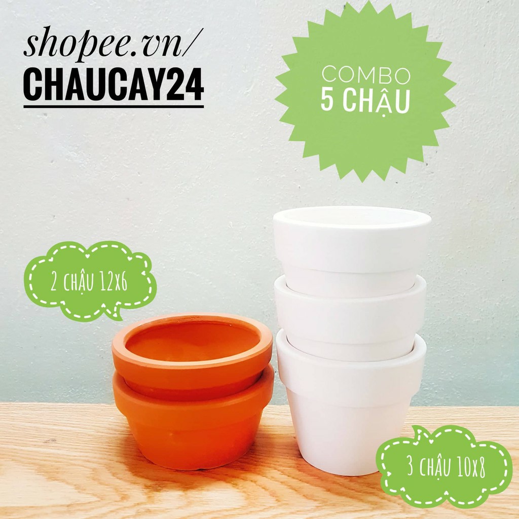 COMBO 2 chậu 12x6 và 3 chậu 10x8 trồng sen đá, xương rồng, cây cảnh để bàn, tiểu cảnh terrarium