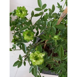 hoa hồng xanh