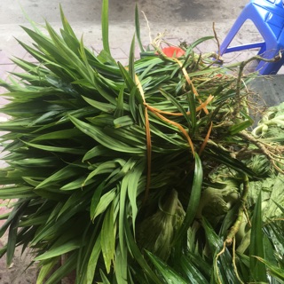 Combo 30 cây lá nếp trần chỉ 200k tính ra gần 7k / cây thui a ,các bác nhanh tay mua về trồng nhé  nhà em bán theo sl nh