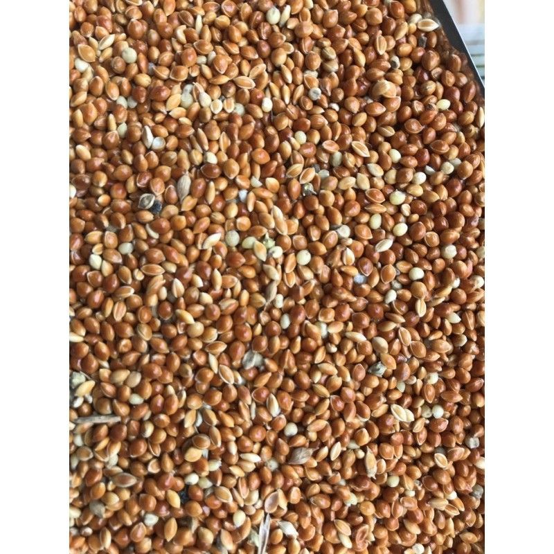 1kg Kê Đỏ nhỏ cho Vẹt, Yến Phụng, Chim Cảnh ăn