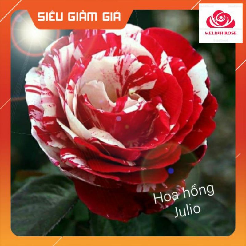 Hoa hồng ngoại Julio Ignesias rose- Loài hoa có màu sắc độc đáo vạn người mê- Vườn Hoa Melinhrose