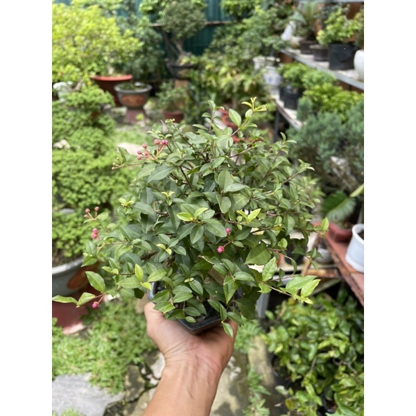 Hồng Ngọc Mai bonsai mini để bàn đang có hoa