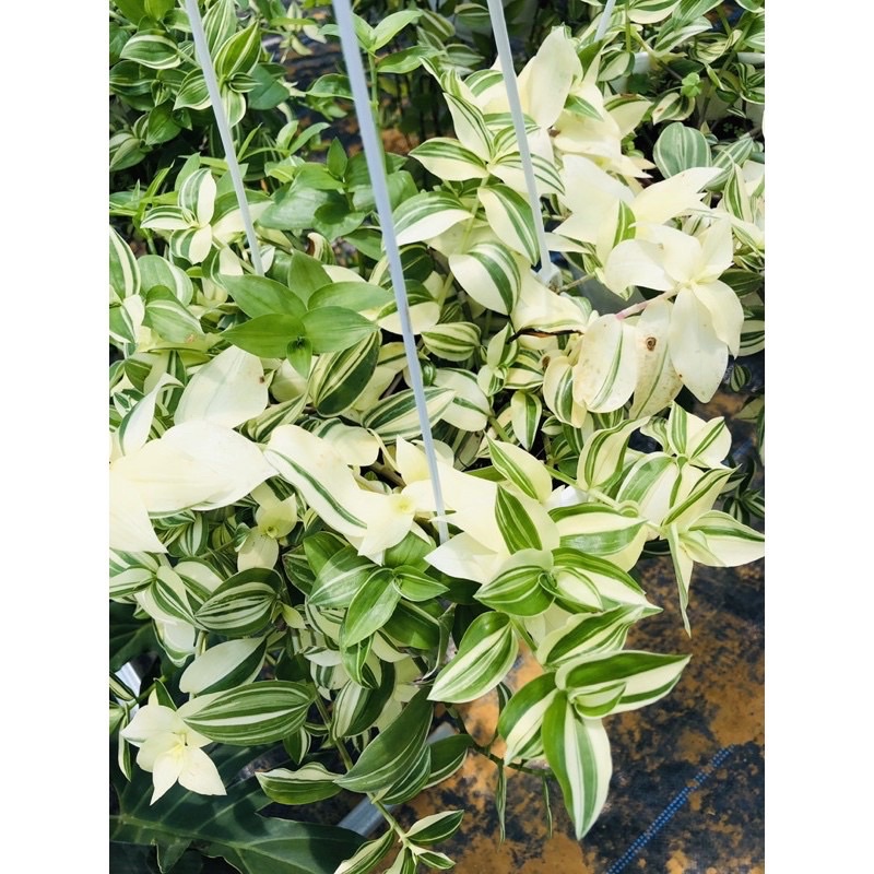 Thài lài trắng xanh
