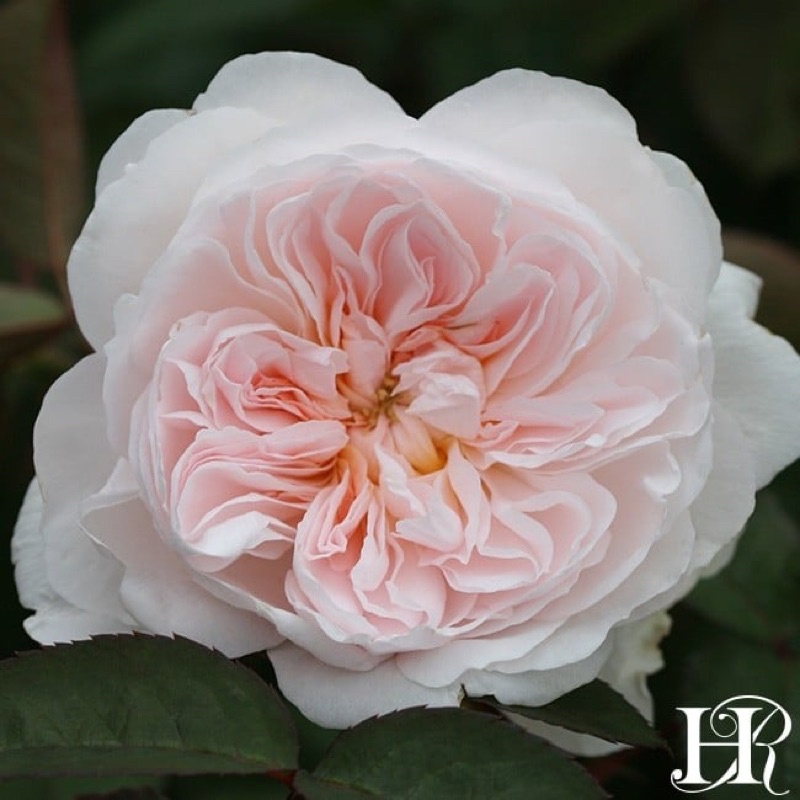 Hoa hồng bụi Tranquillity Rose - hoa thơm