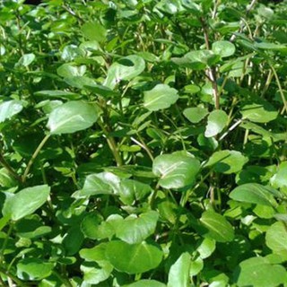 HẠT XÀ LÁCH XOONG MỸ XÀ LÁCH XOAN - GÓI 0.5 GRAM