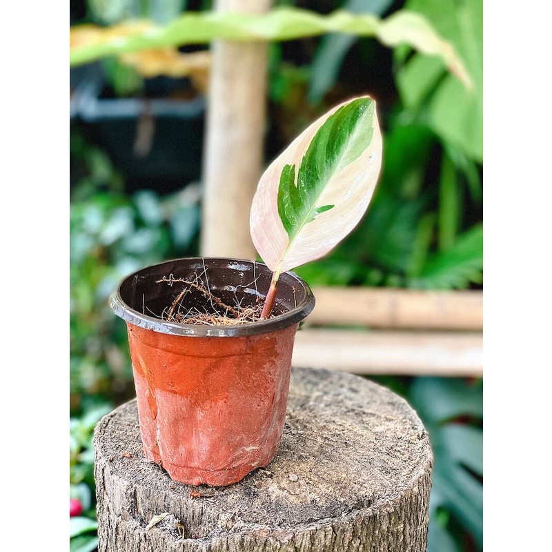 Cây giống Stromanthe sanguinea Triostar (Tam Sắc Tam Tài) chậu nhựa 8cm