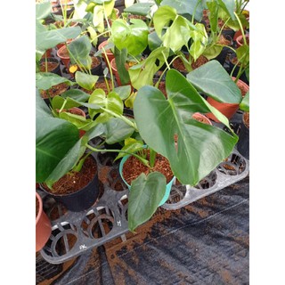 Cây trầu bà Nam Mỹ