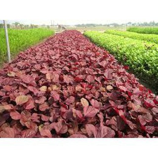 GÓI 10 GRAM HẠT GIỐNG RAU DỀN ĐỎ (HT)