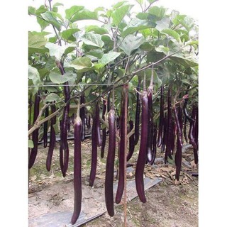 Hạt giống cà tím siêu dài Đài Loan ( Gói 0.3gram ) - Knseeds4