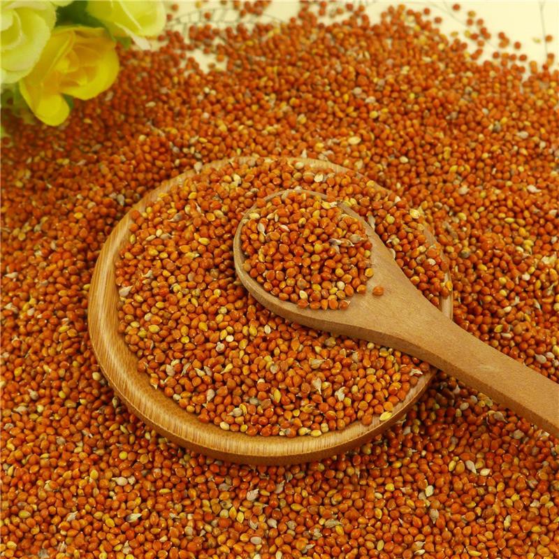 Hạt Kê Đỏ, Bóng, Hạt To