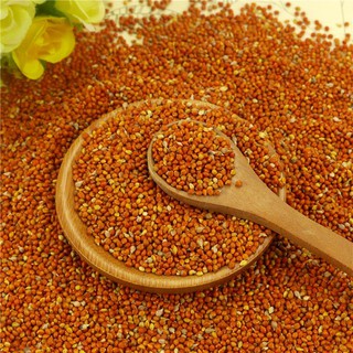 Hạt Kê Đỏ, Bóng, Hạt To