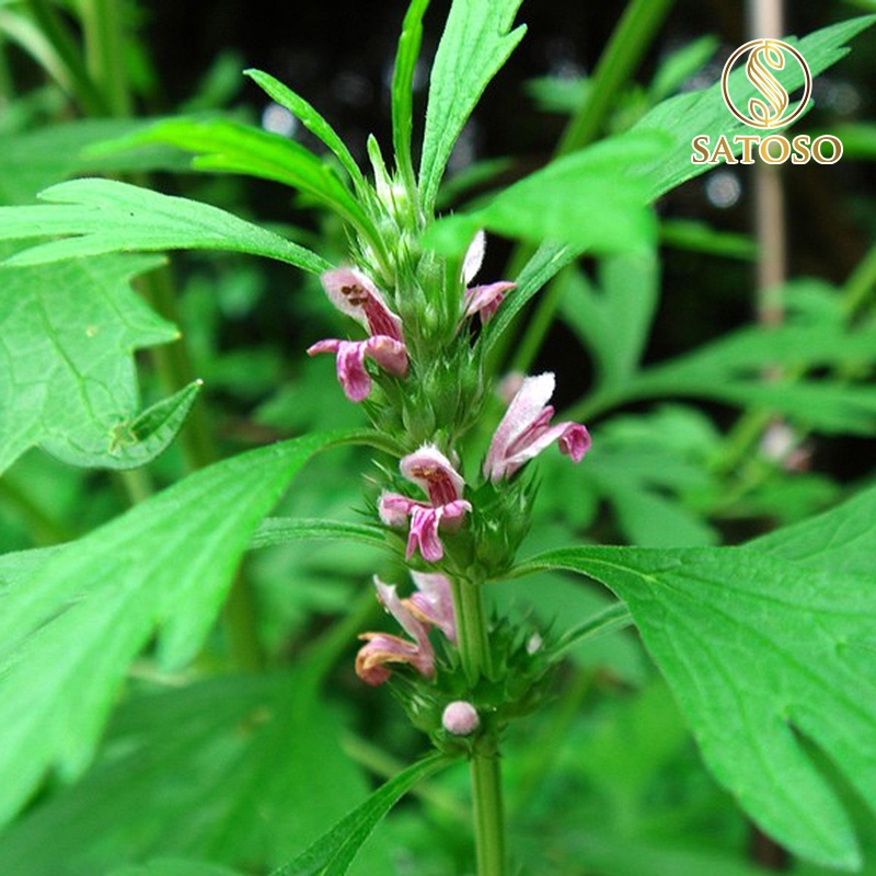 Ích mẫu khô thượng hạng giúp điều kinh SATOSO 1kg SA72