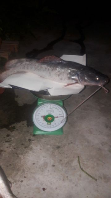 MỒI  CÁ LĂNG CÁ DA TRƠN SIÊU NHẠI 500G LOẠI 1