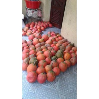 Lăn dưỡng môi dầu gấc