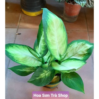 (Quận 8 - chỉ Hỏa tốc) Chậu cây VẠN NIÊN THANH, ưa mát.