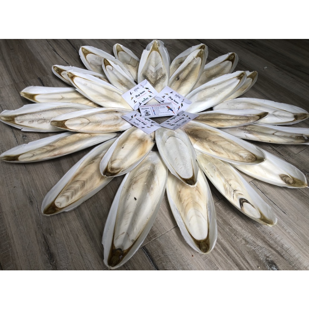 Nan mực dùng cho vẹt , yến , các dòng chim finch,...