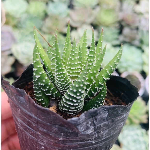 SEN ĐÁ MÓNG RỒNG - THUẦN KHÍ HẬU - LỖI 1 ĐỔI 1
