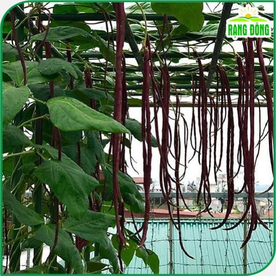 Hạt giống Đậu Đũa Tím năng suất cao, thu hoạch nhiều lần, trồng quanh năm - Hạt giống Rạng Đông