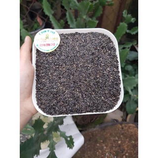 100g hạt Niger dành cho yến, yến hót, finch ,.. các dòng vẹt nhỏ,..