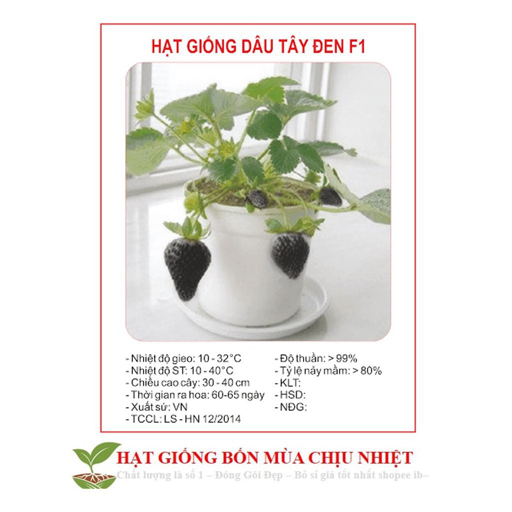 Gói 50 Hạt giống Dâu tây Đen Chịu Nhiệt (tặng gói kích nẩy mầm và hướng dẫn gieo hạt) ĐẾN MÙA TRỒNG TẾT