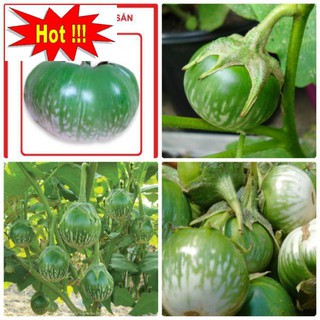 HẠT GIỐNG CÀ BÁT XANH - gói 1 gam