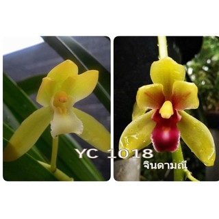 địa lan kiếm vàng, mặt hoa lai, gửi đi nguyên chậu, ảnh chụp thật tại vườn, hàng đánh thẳng từ thái về