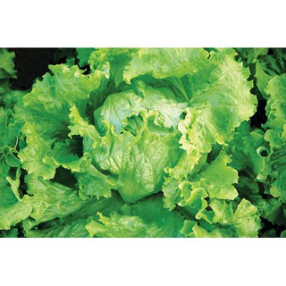 Hạt Giống Rau Xà Lách Búp Minetto Chịu Nhiệt (5Gr) - Năng Suất, Giòn, Ngọt - MUA 3 TẶNG 1 CÙNG LOẠI