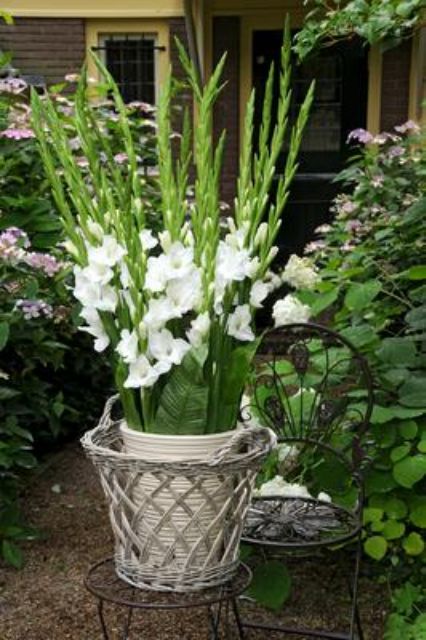 Củ hoa lay ơn Hà Lan