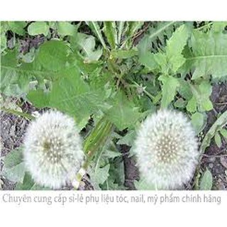 Hạt giống hoa bồ công anh