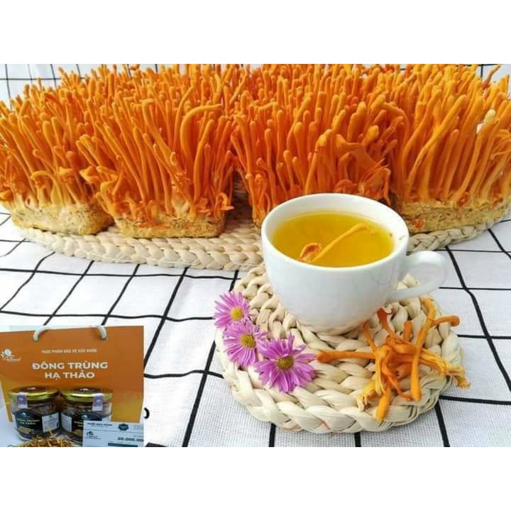 Đông trùng hạ thảo sấy khô loại thượng hạng