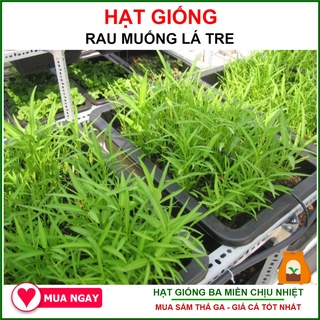 100G - Hạt Giống Rau Muống Lá Tre Việt Nam