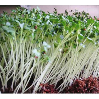 Hạt giống Mầm củ cải trắng – Gói 50g