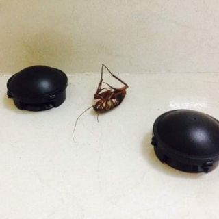 HỘP ĐUỔI VÀ DIỆT GIÁN NHẬT BẢN