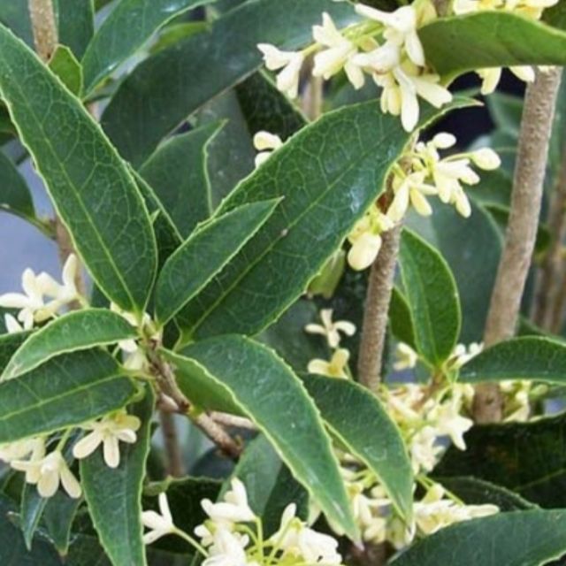 Cây mộc hương ta cao 40cm (hoa trắng săn hoa)