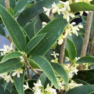 Cây mộc hương ta cao 40cm (hoa trắng săn hoa)