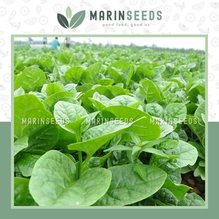 Hạt giống rau mồng tơi