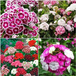 Hạt giống hoa cẩm chướng chùm đơn mix_ 100 hạt
