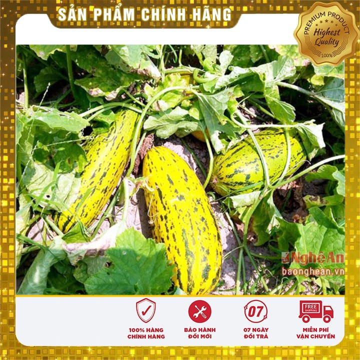 HẠT GIỐNG DƯA BỞ THƠM QUẢ DÀI