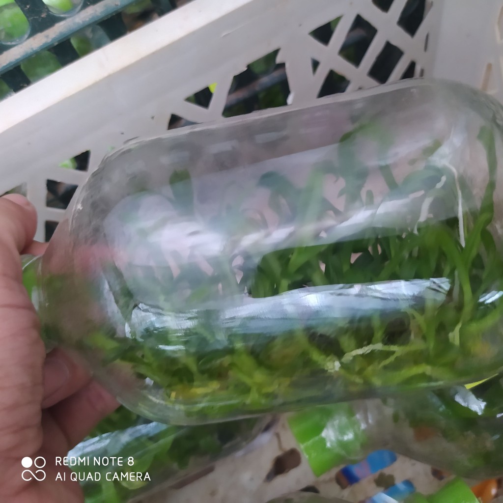 chai mô lan dã hạc di linh xuân