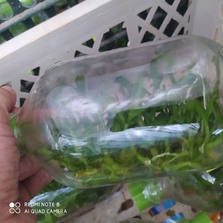 chai mô lan dã hạc di linh xuân