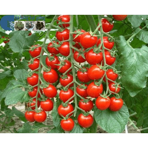 Hạt Giống Cà Chua Cherry Đỏ ( Cà Chua Bi Lùn Đỏ)- Hạt Chuẩn Nảy Mầm Tốt