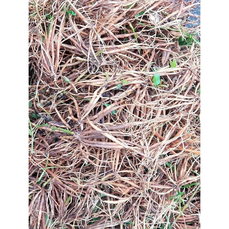 Sâm đất tanh tách